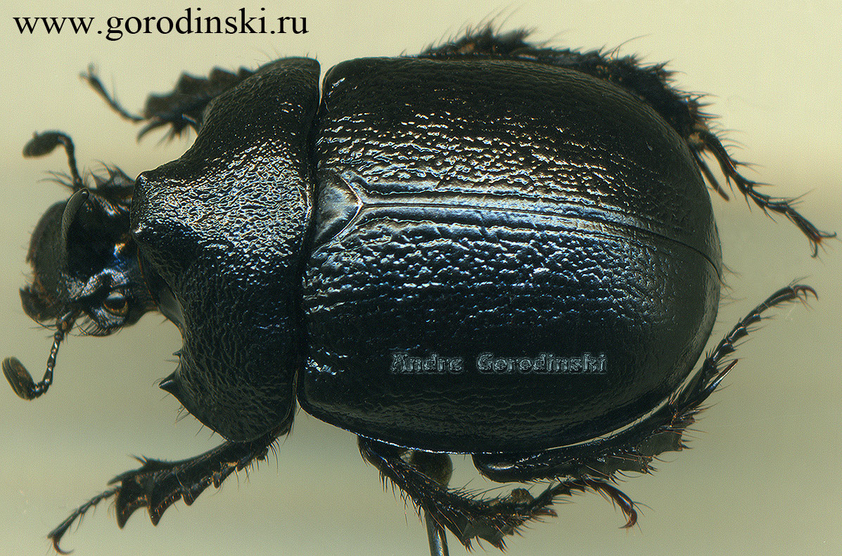 http://www.gorodinski.ru/geotrupes/Enoplotrupes irregularis.jpg